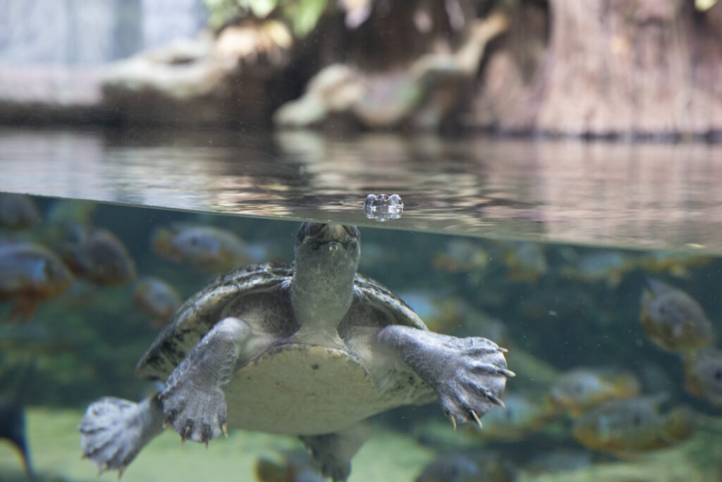 Turtle swimming at Shedd Aquarium in Chicago.